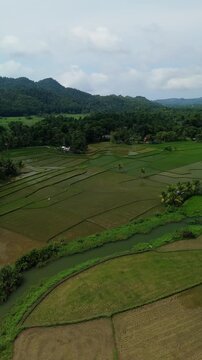 Vertical aerial flyover pans right over rice fields, irrigation canals, trees, and hills in rural Bohol