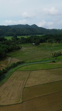 Vertical drone flies over Bohol rice fields, showing paddy plots, irrigation canals, trees, and hills