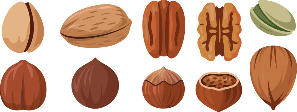 Nuts flat vector illustration mix. Pistachios, walnuts, pecans, hazelnuts, and chestnuts display a healthy variety of organic raw snacks.