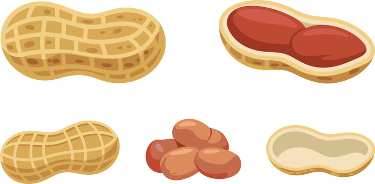 Peanuts flat vector illustration set. Whole textured shells, opened pods, empty hulls, and loose kernels display organic raw snack ingredients.