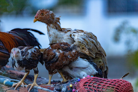 Close-up of turkish asil hen and cute aseel chicks with distinctive lean athletic physique and long legs gathered together outdoors in rural area of Antalya, Turkey with soft natural daylight.