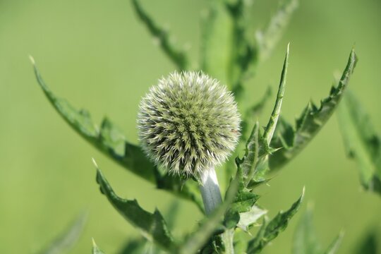 Glandular globe-thistle (Echinops sphaerocephalus)