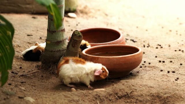 A group of adorable guinea pigs exploring, feeding, and moving around clay bowls in a natural outdoor enclosure. The peaceful scene captures the natural behavior of small domestic animals in a rustic 