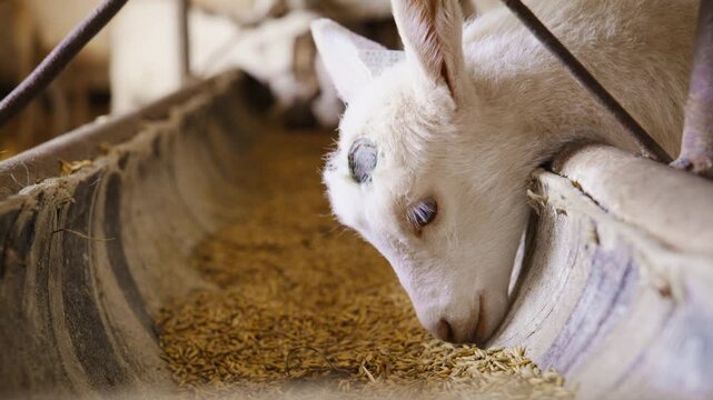 Close-up of a white newborn baby goat eating dry grain feed from a long trough inside a rustic farm barn