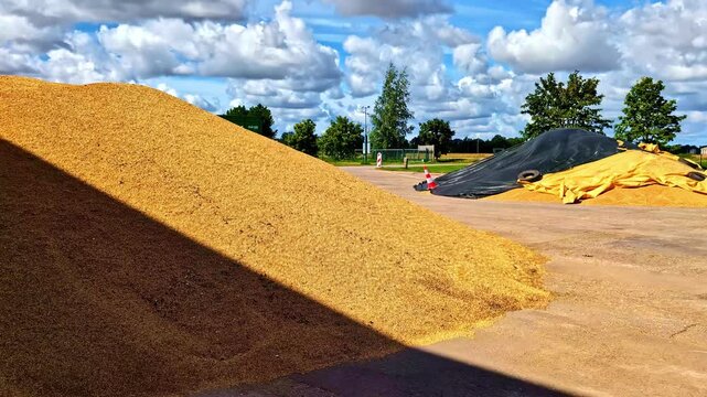 Grain piles sit covered and uncovered on a paved lot under a partly cloudy sky at an agricultural site in Dobele, Latvia.