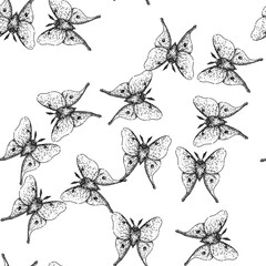 seamless pattern metamorphosis night moth hand drawn. lepidoptera scales, flutter crepuscular, pheromones chrysalis metamorphosis night moth black sketch illustration © PikePicture