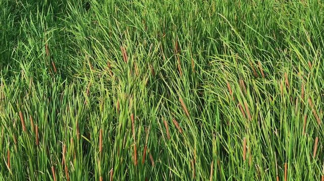 Tracking shot through dense wild cattails growing in a thriving freshwater wetland showcasing healthy marsh vegetation and natural ecological habitat