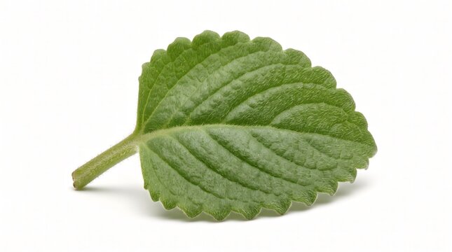Fresh Green Mexican Mint Leaf Isolated on White Background for Culinary and Herbal Use