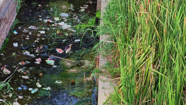 Static shot of an Indian Pond Heron in breeding plumage foraging inside a littered drainage canal highlighting the impact of plastic waste on urban wetland ecosystems
