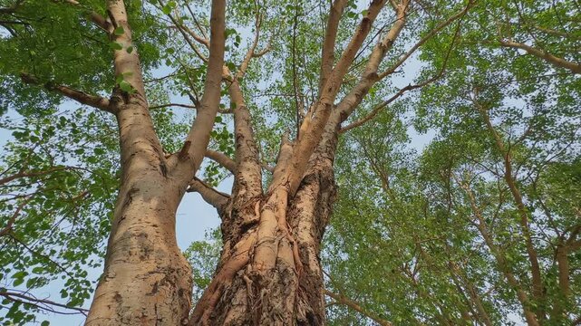 Slow tracking shot looking up at a towering Sacred Fig tree with sprawling branches and lush green canopy in natural daylight