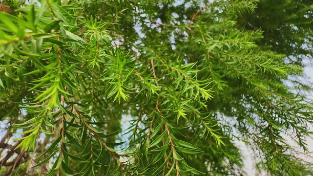 Close up of gently swaying bottlebrush tree foliage with fresh green leaves moving naturally in a light breeze under bright daylight.