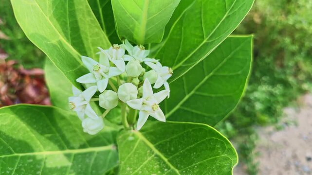 Close up of gently swaying White Madar flowers also known as Calotropis gigantea blooming naturally with lush green leaves in bright daylight
