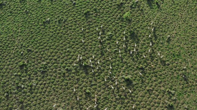 Aerial view of cattle herd running in the Orinoquia region of Colombia during a sunny day