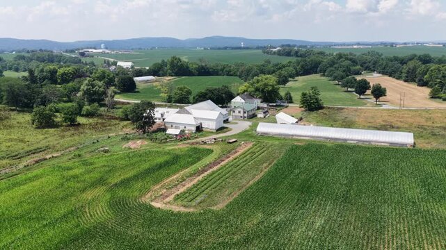 Curving cornfield rows surround white barn plus greenhouse hoop houses on family farm, rolling hills plus distant silos stretching across Donegal Creek, Pennsylvania. Aerial drone rising wide shot