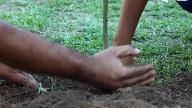 Close-up footage of dad and daughter planting a young tree sapling in fertile soil. Hands carefully cover the roots during a community reforestation effort, symbolizing environmental conservation