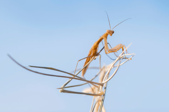 An Ameles decolor also known as Mediterranean dwarf mantis or dwarf mantis is a species of small praying mantis