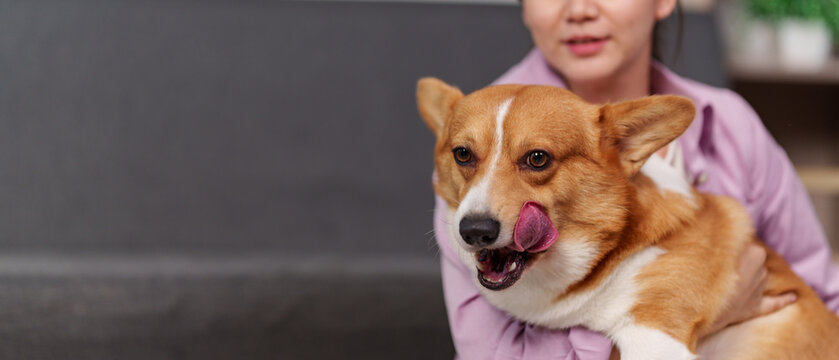 Cute Welsh Corgi dog licking its nose while being held by owner at home