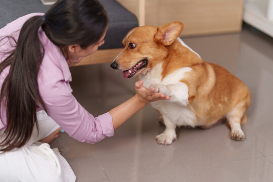 Asian woman training corgi dog at home for pet companionship