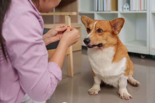 Asian woman feeding treat to corgi dog on floor at home for pet care