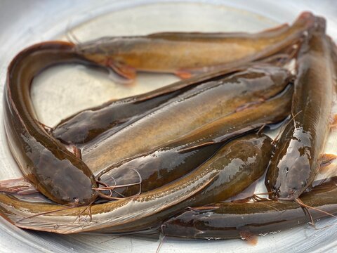 Fresh live Asian stinging catfish displayed on metal tray
