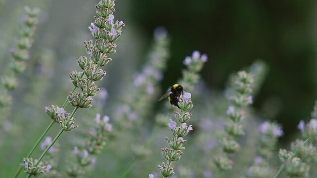 Close up of a flying bumblebee on purple lavandula, slowmo wildlife nature footage, soft anamorphic bokeh.
