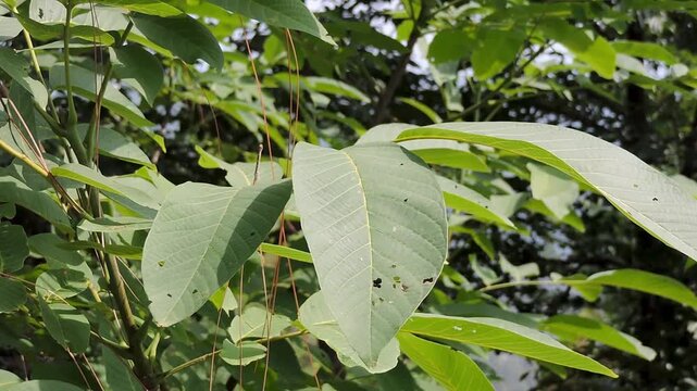 a walnut tree leaf wind in the air