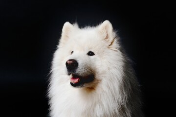 Fototapeta premium white pomeranian dog