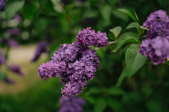 purple lilac flowers
