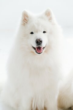 white pomeranian dog