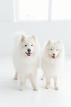 white pomeranian dog