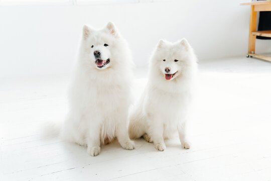 white pomeranian dog