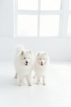 white pomeranian dog