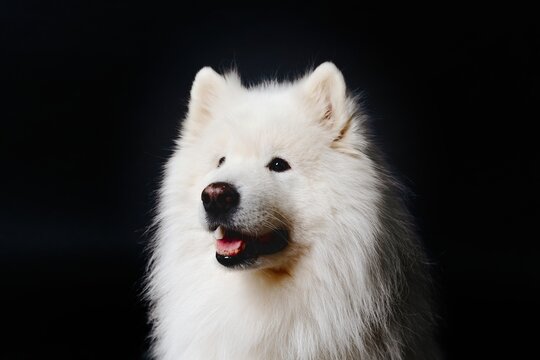 white pomeranian dog