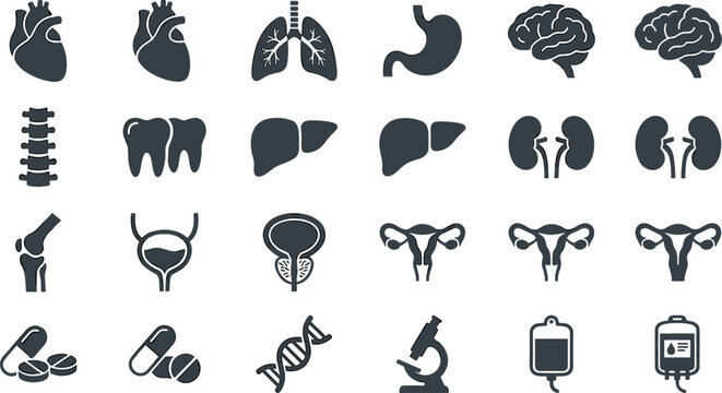 Human Organs and Medical Anatomy Glyph Icon Set Featuring Heart Lungs Brain Spine Stomach and Healthcare Symbols for Science Education and Hospital Applications