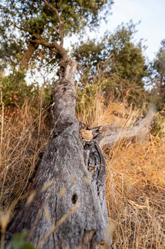 Fallen dead tree trunk lying on dry grass in nature