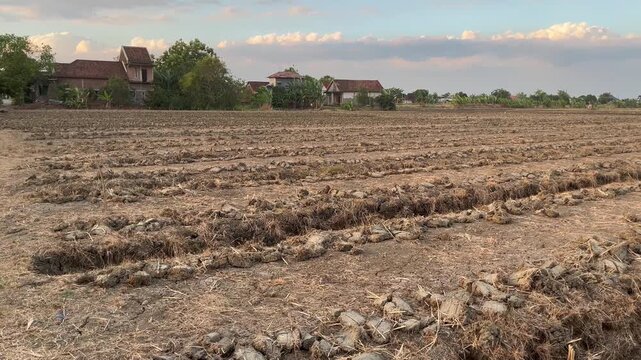 Panoramic scenery of traditional rice and shallot field preparation