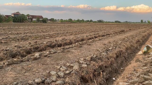 Wide view of cultivated agricultural land prepared for rice and shallots