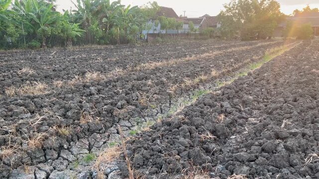Cultivated dark soil field prepared for rice and shallot planting