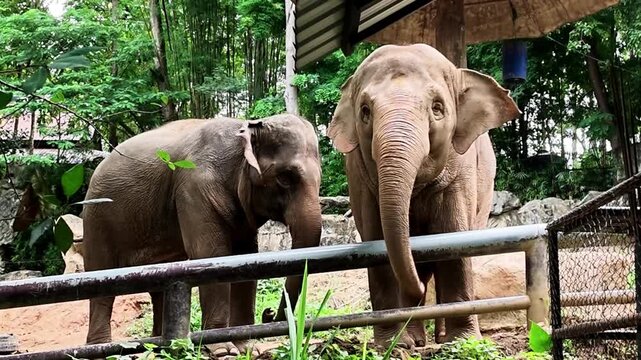 Asian elephant pair in green forest zoo enclosure behind fence, peaceful wildlife mammal scene with natural woodland background and shelter