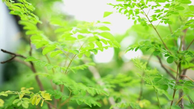 fresh green moringa leaves