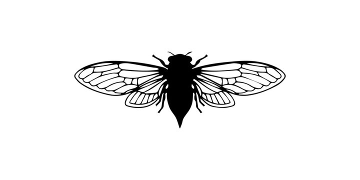 Cicada Black Silhouette Icon White Background.