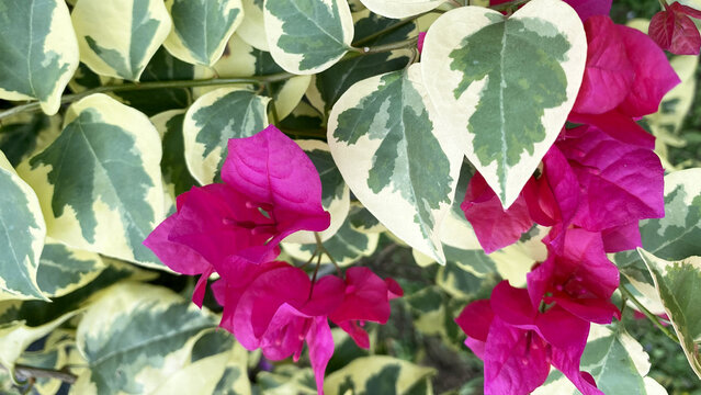 Variegated bougainvillea leaves with vibrant purple flowers