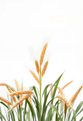 Obraz premium Golden wheat stalks with green leaves agriculture and harvest concept food production and natural grain isolated on a white background