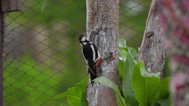 A Great Spotted Woodpecker searches for worms on the bark of an apple tree.