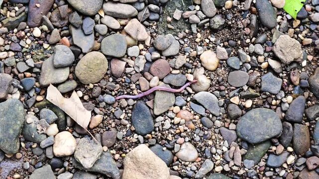 worm stuck on ruck surface, handheld video top down perspective, earth worm navigating rock surface rocks