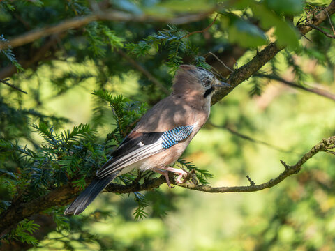 A Jay in a Tree. Arnside Knott.