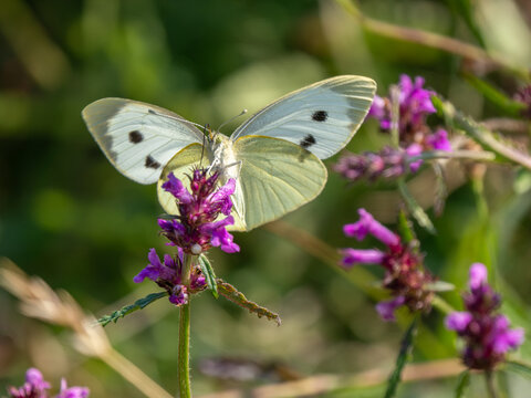 A Large White Butterfly on Betony