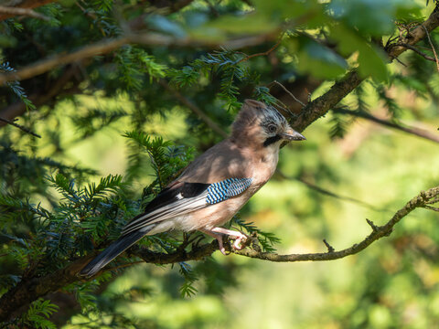 A Jay in a Tree. Arnside Knott.