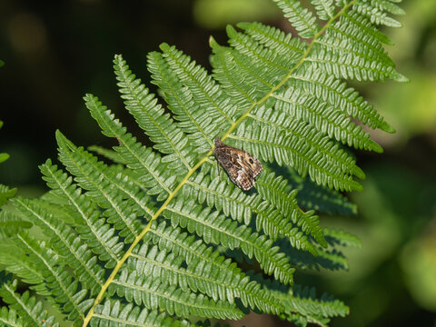 A Grayling Butterfly. Arnside Knott.