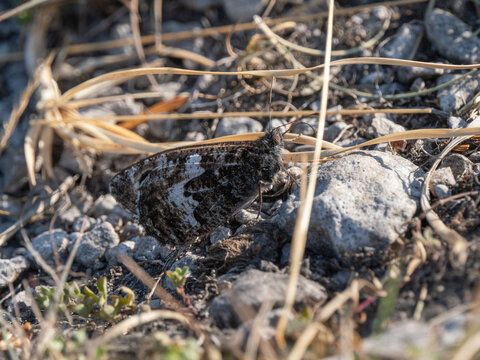 A Grayling Butterfly. Arnside Knott.